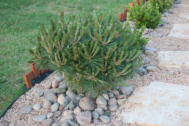 Left pine at entrance of pond.jpg